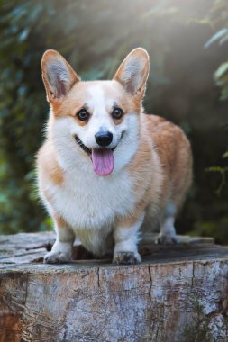 Bir kütüğün üzerinde duran sevimli bir köpek. Corgi tasmasız bir yaz yürüyüşünde.