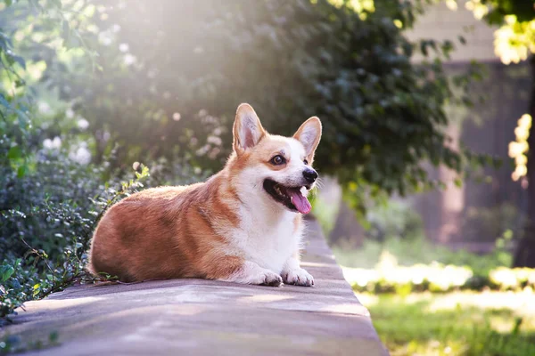 Cão Feliz Passear Parque Descansar Corgi Dia Verão — Fotografia de Stock