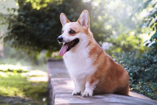 晴れた夏の日に公園に座っている犬 かわいいコーギー — ストック写真