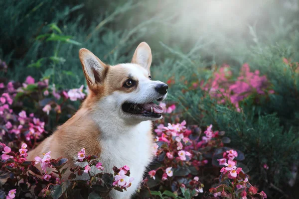 Dog Sitting Beautiful Pink Flowerbed Garden Corgi Portrait — Stock Photo, Image