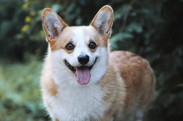 Happy Smiling Corgi Dog Portrait — Stock Photo, Image