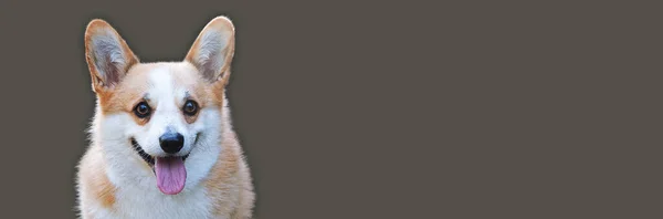 Lindo Retrato Perro Sobre Fondo Beige Galés Corgi Pembroke Plantilla — Foto de Stock