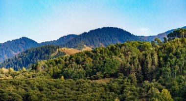 Yeşil çimenler ve ormanlarla kaplı dağ manzarası