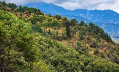 Ormandaki dağ yamacında yeşil ağaçlar.