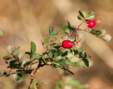 Kırmızı gül kalçalı ve yeşil yapraklı yakın plan bir fotoğraf.