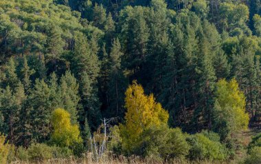 Dağlarda sonbahar ormanı
