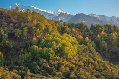 Sabahları renkli ormanlarla dolu sonbahar manzarası.
