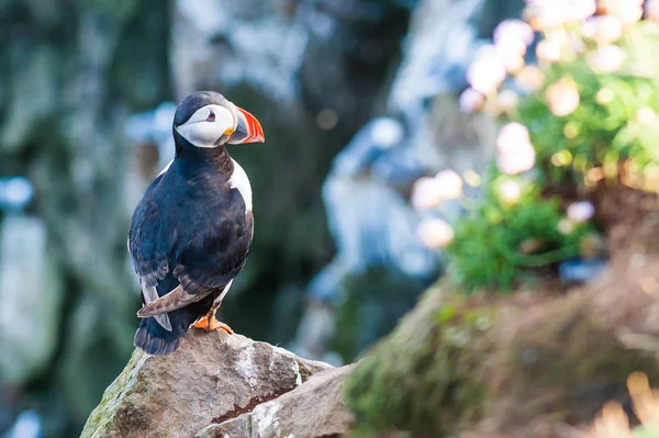 Ατλαντικός ή κοινή puffin κάθεται πάνω σε ένα βράχο στην Ισλανδία — Φωτογραφία Αρχείου