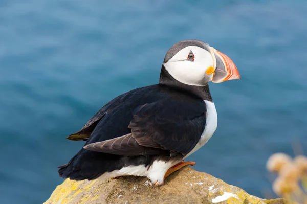 Ατλαντικός ή κοινή puffin κάθεται πάνω σε ένα βράχο στην Ισλανδία — Φωτογραφία Αρχείου