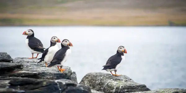 Grupp av Atlanten eller gemensamma lunnefåglar sitter på klippan i Island — Stockfoto