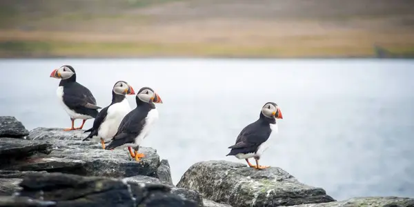 Ομάδα του Ατλαντικού ή κοινά puffins κάθεται πάνω στο βράχο στην Ισλανδία — Φωτογραφία Αρχείου