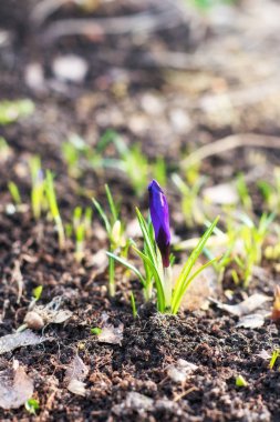 Mor crocuse yakın çekim. İlk bahar yaban hayatı Mor çiçek büyüyor.
