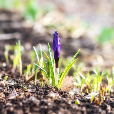 Mor crocuse yakın çekim. İlk bahar yaban hayatı Mor çiçek büyüyor.