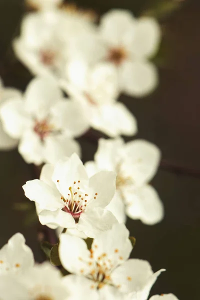 Ανοιξιάτικα Λουλούδια Μήλου Τονισμένα Στυλ Στο Instagram Επιλεκτική Εστίαση Επαναχρωματιστεί — Φωτογραφία Αρχείου