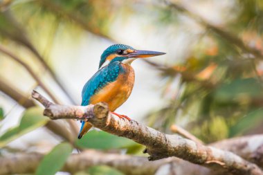 Ortak kingfisher Alcedo şuna tarihinde öğleden sonra bir şubesine Goa, Hindistan