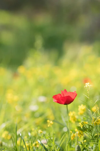 Γκρο Πλαν Άγριο Λουλούδι Παπαρούνας Επιλεκτική Εστίαση Άνοιξη Στην Ελλάδα — Φωτογραφία Αρχείου