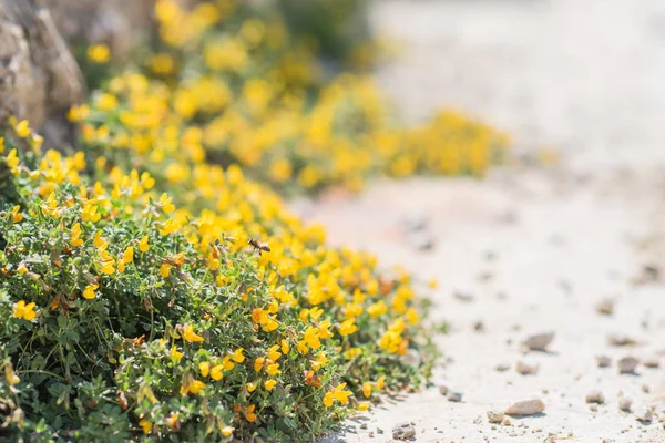 Μικρά Κίτρινα Λουλούδια Στις Βραχώδεις Ακτές Ρόδος Ελλάδα — Φωτογραφία Αρχείου