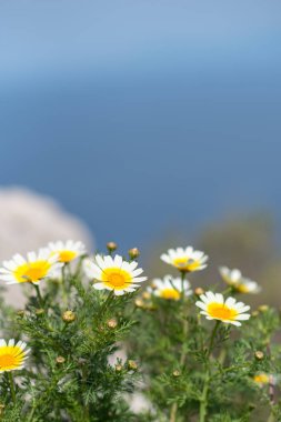 beyaz papatya uçurumdaki denizin yanında. Rodos, Yunanistan