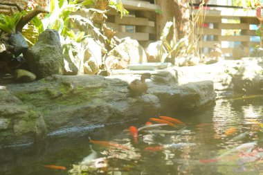 Koi pond with ducks beside the pond