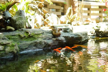 Koi pond with ducks beside the pond