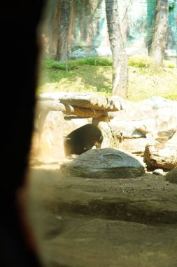 Kahverengi bir ayı, bir eğlence parkında ziyaretçiler için cam bir muhafaza içinde..