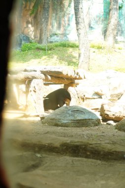 Kahverengi bir ayı, bir eğlence parkında ziyaretçiler için cam bir muhafaza içinde..