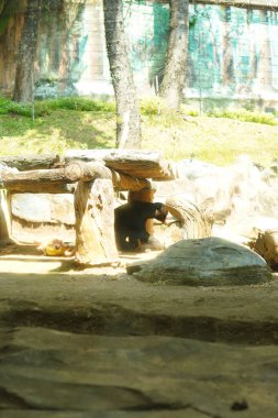 Kahverengi bir ayı, bir eğlence parkında ziyaretçiler için cam bir muhafaza içinde..