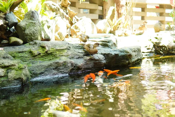 Koi pond with ducks beside the pond