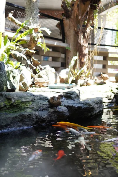 Koi pond with ducks beside the pond