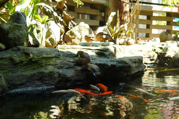 Koi pond with ducks beside the pond