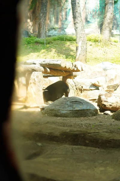 Kahverengi bir ayı, bir eğlence parkında ziyaretçiler için cam bir muhafaza içinde..