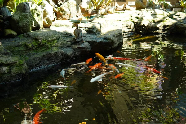 Koi pond with ducks beside the pond