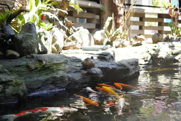 Koi pond with ducks beside the pond