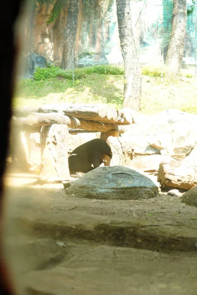 Kahverengi bir ayı, bir eğlence parkında ziyaretçiler için cam bir muhafaza içinde..