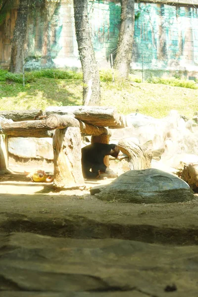 Kahverengi bir ayı, bir eğlence parkında ziyaretçiler için cam bir muhafaza içinde..
