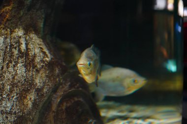 Akvaryumdaki balıkları eğiten bir grup gümüş dolar.