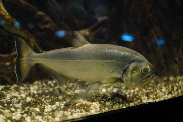 Akvaryumda kara lekeli bir pirana balığı.