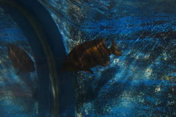 Akvaryumdaki büyük tatlı su kaplanı balığı.