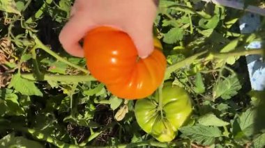 Kocaman sarı domates El domates toplayan kadın çiftçi bahçede domates topluyor. Seçici odaklanma. Yüksek kalite 4k görüntü