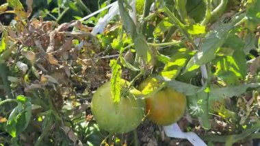 Kurumuş yapraklı, hastalıklı bir çalılıkta, olgunlaşmamış sarı domatesler. Tarım konsepti. Domatesler olgunlaşmamış yaprakları çürütür.