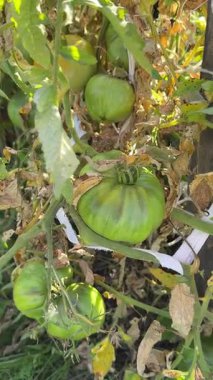 Sarmaşıktaki Taze Yeşil Domatesler 'in yakın çekimi. Yüksek kalite 4k görüntü