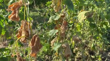 Yeşil domateslere yakın çekim, çürümüş, böceklerin yediği bitki hastalığı, organik. Yüksek kalite 4k görüntü