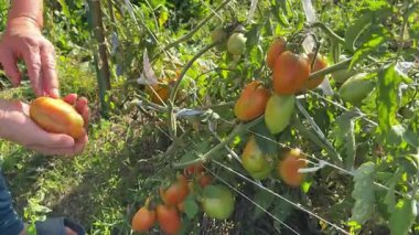 Bahçeden olgun kırmızı domatesleri toplayan kadın bahçıvan. Organik gıda, beslenme ve yerli tarım kavramı. Yetişkin yaşlı kadın büyükannem sarı domates topluyor.