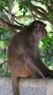 Bu, uzun kuyruklu bir maymunun gözlük tutarken çekilmiş bir fotoğrafı. Bu maymunun bilimsel adı Macaca fascicularis 'dir. Çimen tutan yüksek kaliteli maymun