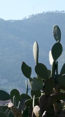 Egzotik bahçe Jardin Exotique dEze köyde. Yüksek kalite 4k görüntü