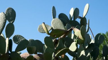 Meksika 'daki Sonora çölünde günbatımında yerliler bu büyük kaktüslere 