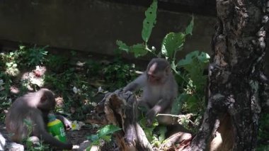 Vietnam 'daki Danang şehrindeki Linh Ung Pagoda' da Buda Heykeli. Yüksek kalite fotoğraf