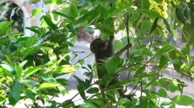 Vietnam 'daki Danang şehrindeki Linh Ung Pagoda' da Buda Heykeli. Yüksek kalite fotoğraf