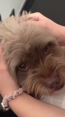 Üzgün, hastalıklı, hasta bakışlı, kanepede yatan küçük bir köpek. Eski kaniş gözü kataraktı yakın çekim. - Evet. Yaşlı bir köpeği sev.