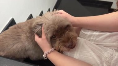 Üzgün, hastalıklı, hasta bakışlı, kanepede yatan küçük bir köpek. Eski kaniş gözü kataraktı yakın çekim. - Evet. Yaşlı bir köpeği sev.